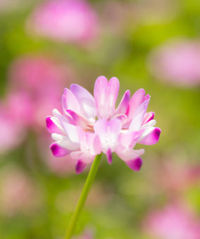 「れんげそう」は岐阜県の県花です。花言葉は「心が和らぐ」「あなたと一緒なら苦痛が和らぐ」です。