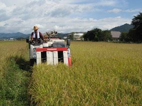 有機の田んぼの稲刈り風景