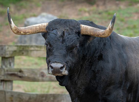prendre le taureau par les cornes