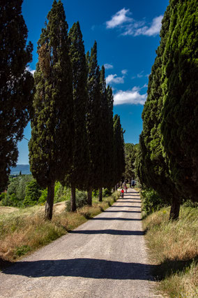 Crete Senesi: Strade Bianche