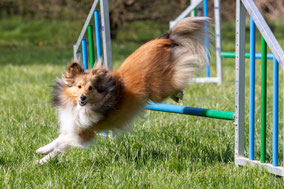 Braun-weißer Shelite springt über Agility-Hürde