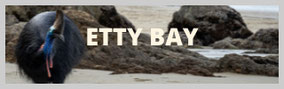 Etty Bay, Queensland, Cassowary