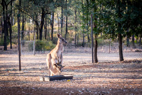 Ein freilebendes Känguru mit einem Joey im Beutel am Gemseeker Caravan Park im Outback.