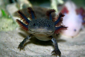 Farver- bestemmelse på babyerne - axolotl-dks Webseite!