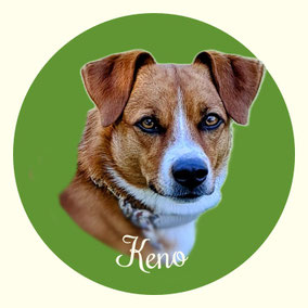 Keno von der Wimmerfarm