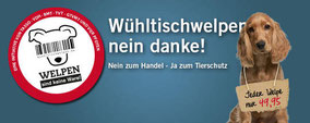 Chi-Love.de | Abstammungspapiere - worauf muss ich achten? 