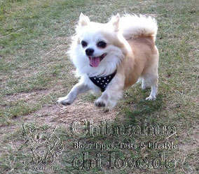 Chi-Love.de Wildfarbener Chihuahua springt über Wiese 