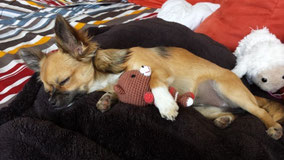 Chi-Love.de | Kauf- und Erziehung | Die Sache mit dem Sofa (Chihuahua)