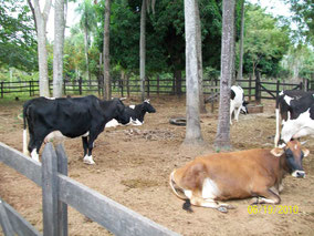 Cows in the corral