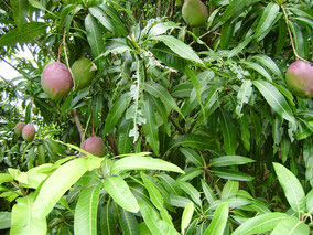Mangoes