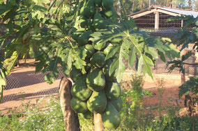 Papaya