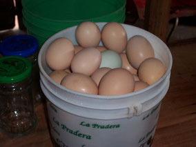 Eggs