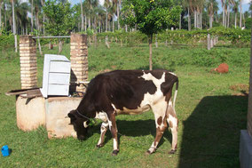 old well and passionfruit plantation