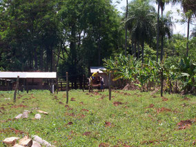 Sembrando una plantacion de fruta de la pasion