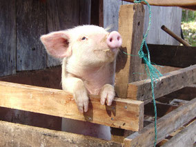 A hungry piglet