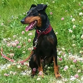 manchester terrier, hund, sitzend, kleewiese