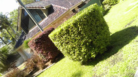 Clip n Clean Property Maintenance Hedging