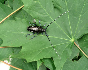 Asiatischer Laubholzbockkäfer  ALB