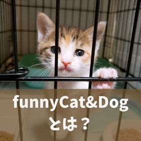 狭山市　ファニーキャット　funnycat