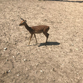 antilope