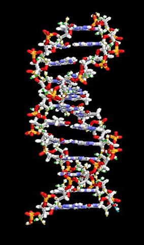 遺伝子の一般模型(色は着色。これも赤・黄・青・白の4色のみ。出典: フリー百科事典『ウィキペディア』)