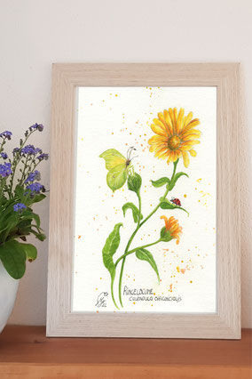 Ringelblume als Posterdruck Illustration © 2023 Marion Gnadl, Huglfing