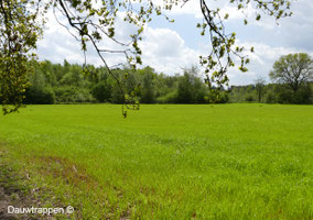 Grasland