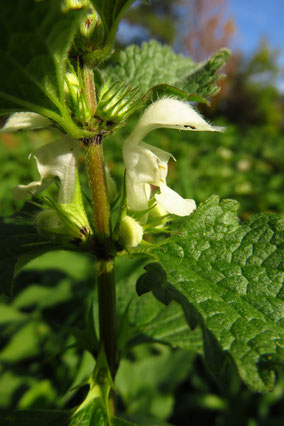 Weiße Taubnessel (Lamium album)