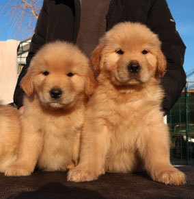 Vendita Cucciolo di Golden Retriever provincia di Torino.