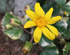 ツワブキの花
