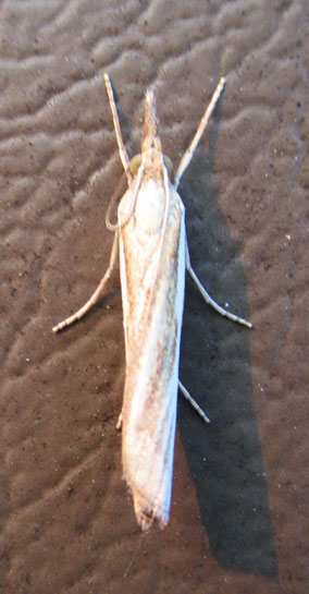 The same as-yet unidentified crambid moth
