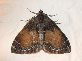Common marbled carpet moth Dysstroma truncata