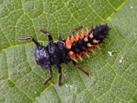 Ladybird larva - harlequin
