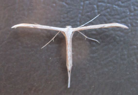 Common plume moth Emmelina monodactlya