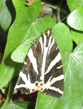Jersey tiger moth Euplagia quadripunctaria