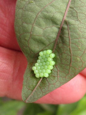 Eggs of the common green shield bug – I think