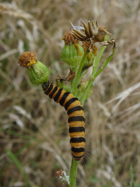Larva of the cinnabar moth Tyria jacobaeae