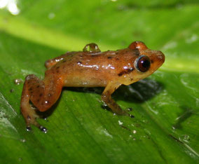 Aguas Claras (Valle del Cauca)