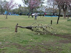 公園内にあった木が、強風で折れていました。