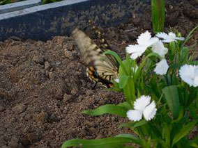 来週気持ちよく受け入れが出来るように花を植えました。まず最初のお客様はアゲハチョウ。根付いてほしいです。