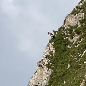 Alpinwanderung zum höchsten Freiburger Gipfel quer durch ein Naturschutzgebiet