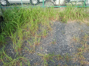 駐車場の除草