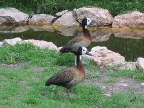 Witwenpfeifgänse (Weltvogelpark Walsrode)