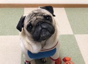 まだ結婚できない男に登場したパグ犬田中太郎　ペットタレント　ペットモデル　タレント犬　テレビドラマ　スター犬　ドッグモデル　ペットタレント　モデル犬