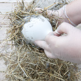 Taking the DIY straw concrete Easter nest by PASiNGA tutorials of the balloon