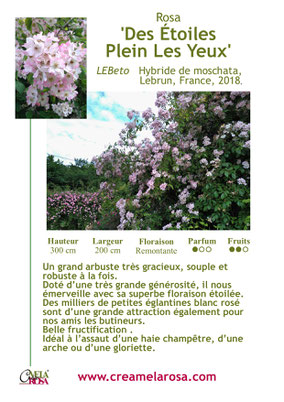 Un très grand arbuste Hybride de Moschata à utiliser comme grimpant....une jolie allure pour des scènes sauvages ou romantiques...une floraison abondante et remontante de longs panicules chargés de centaines de petites eglantines...