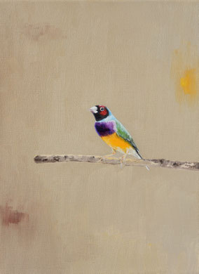 Gouldian vink 40x30cm olie op canvas 2024 (Privé collectie Kraków Poland)