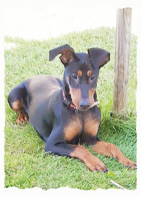 Chiot Pinscher Moyen à l'école pour chiots à Dax