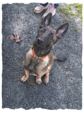 Chiot Berger Belge Malinois à l'école pour chiots à Dax