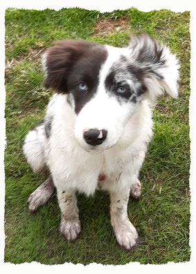 Chiot Border Collie à l'école pour chiots à Dax